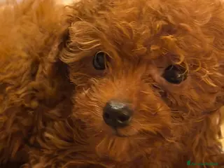 Barbone cani Cuccioli barbone toy color fulvo - Annuncio 6