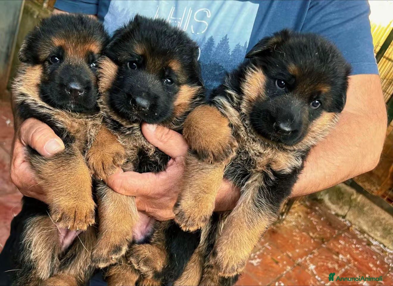 Pastore Tedesco cani Super cuccioli alta genealogia - Annuncio 3