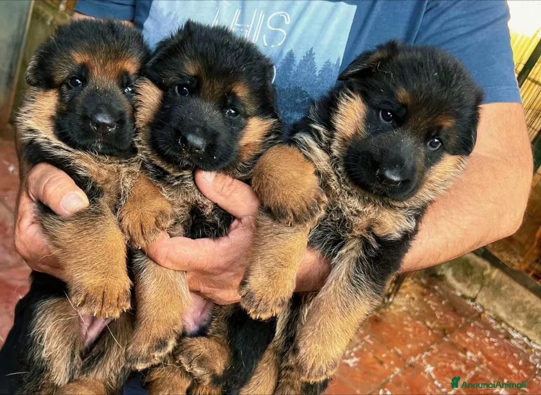 Pastore Tedesco cani in vendita: Super cuccioli alta genealogia - Annuncio 1
