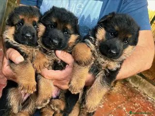 Pastore Tedesco cani Super cuccioli alta genealogia - Annuncio 3