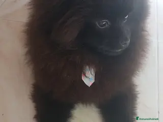 Volpino Pomerania cani Spitz tedesco di Pomerania - Annuncio 6