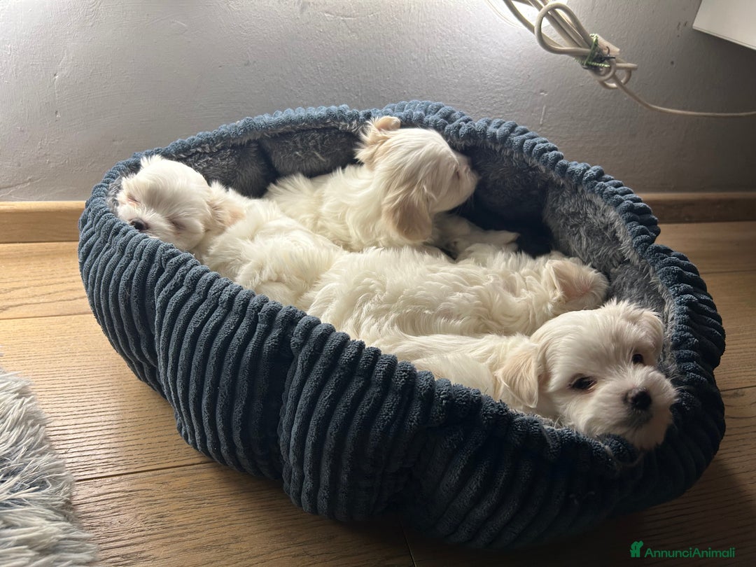 Maltese cani in vendita: Cuccioli Maltesi: Piccoli Tesori in Cerca di Casa - Annuncio 13