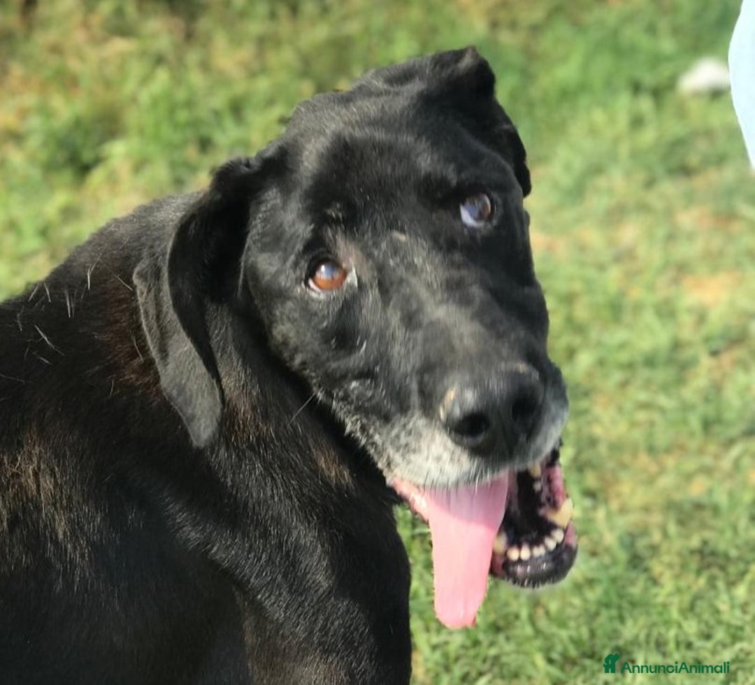 Meticcio cani in regalo: Help per Nestore, facciamolo uscire dalla gabbia! a Provincia di Latina - Annuncio 2