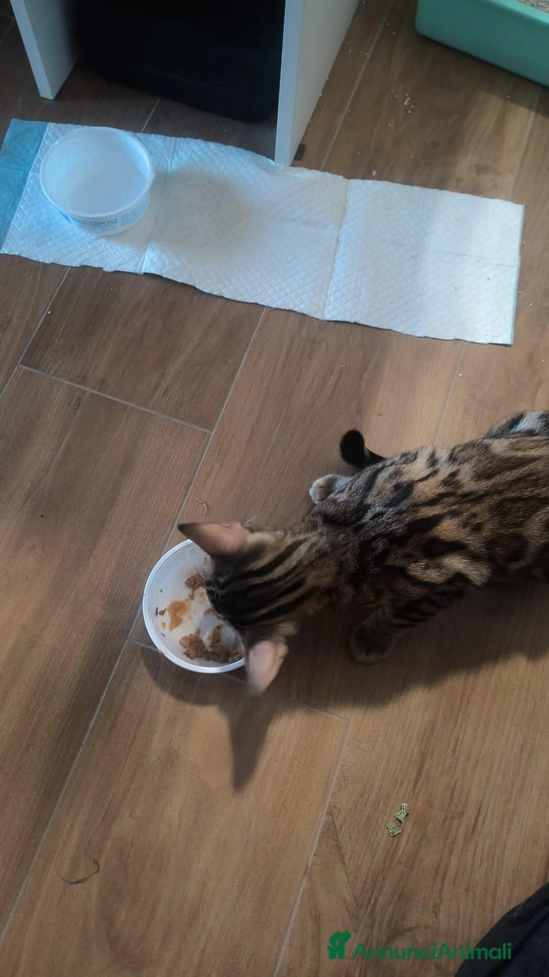 Bengala gatti in vendita: Gattini Bengala pedigree Afsi 4 mesi snow s.brown  - Annuncio 12