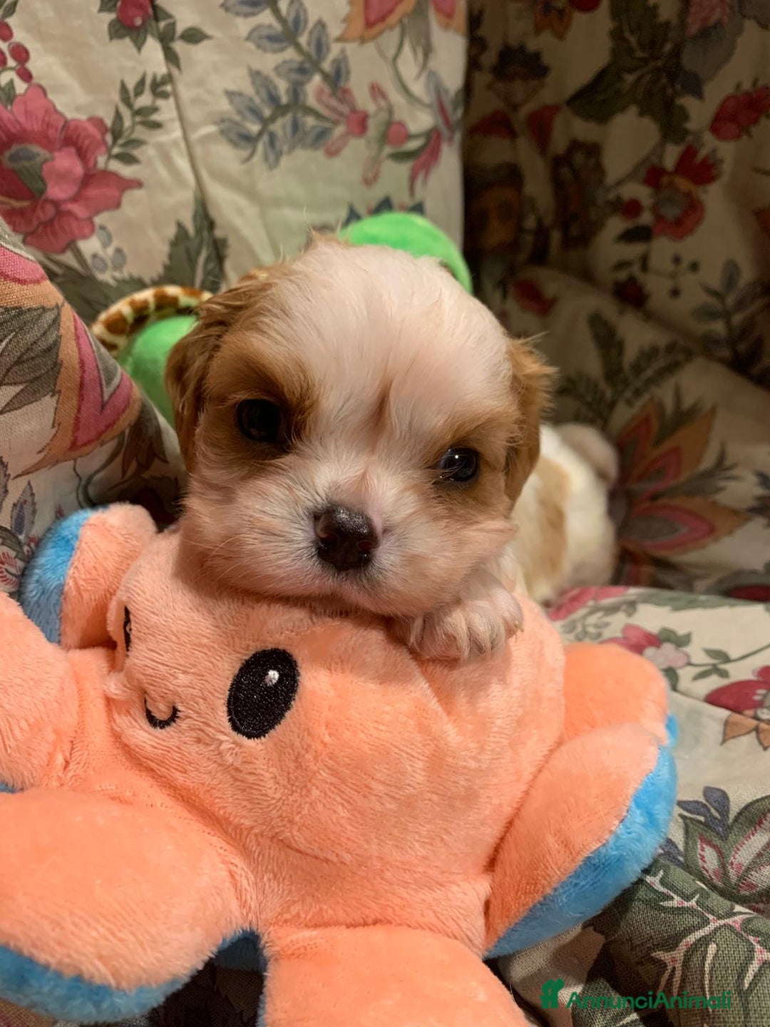 Cavalier King cani in vendita: Cuccioli di Cavalier King Charles Spaniel - Annuncio 9