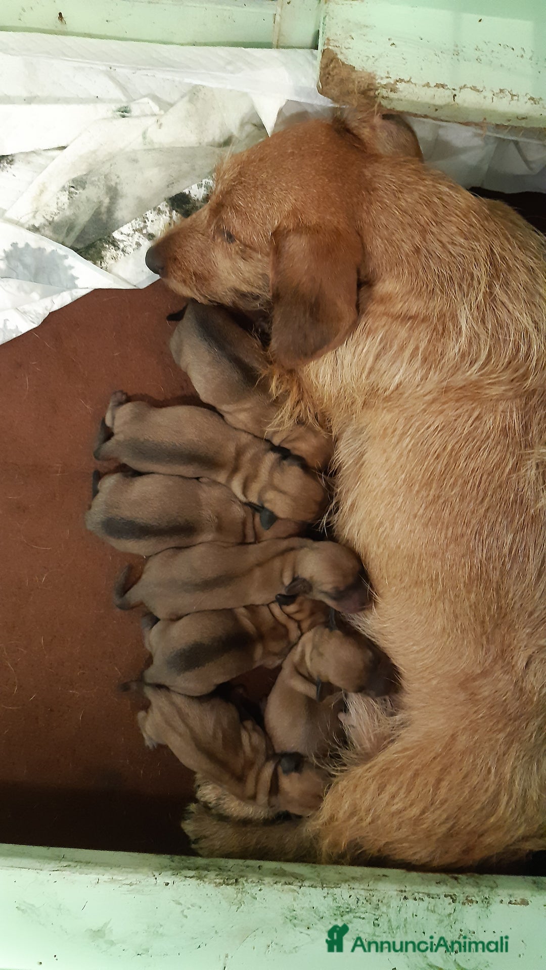Bassotto cani in vendita: Bassotti pelo duro fogliasecca  - Annuncio 8