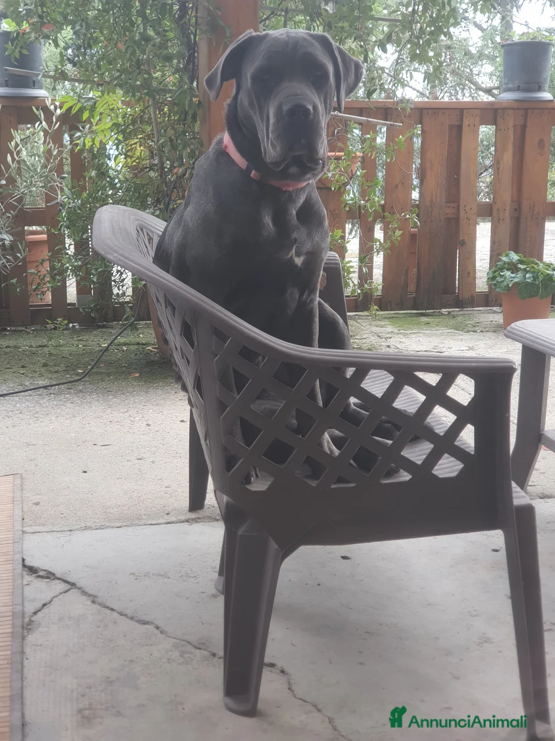 Cane Corso cani in vendita: Cane corso a Provincia di Asti - Annuncio 2