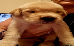Golden Retriever cani in vendita: Cuccioli Golden Retriver Americani 100% a Provincia di Lucca - Immagine 11