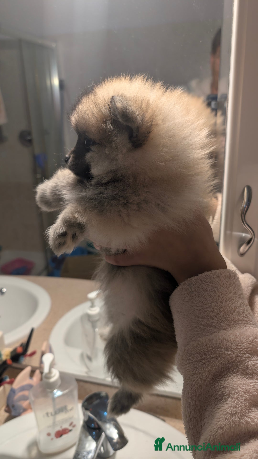 Volpino Pomerania cani in vendita: Volpino pomerania pedigree - Annuncio 8