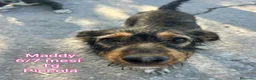 Meticcio cani in regalo: CUCCIOLI IN CERCA DI FAMIGLIE  a Provincia di Prato - Annuncio 6