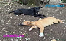 Meticcio cani in regalo: FEDORO e CAMELIA adorabili cuccioli a Provincia di Lucca - Immagine 2