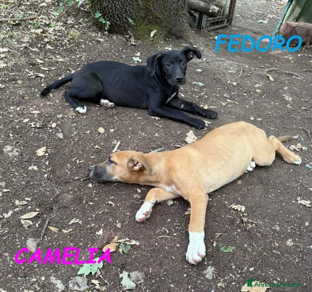 Meticcio cani in regalo: FEDORO e CAMELIA adorabili cuccioli a Provincia di Lucca - Immagine 2