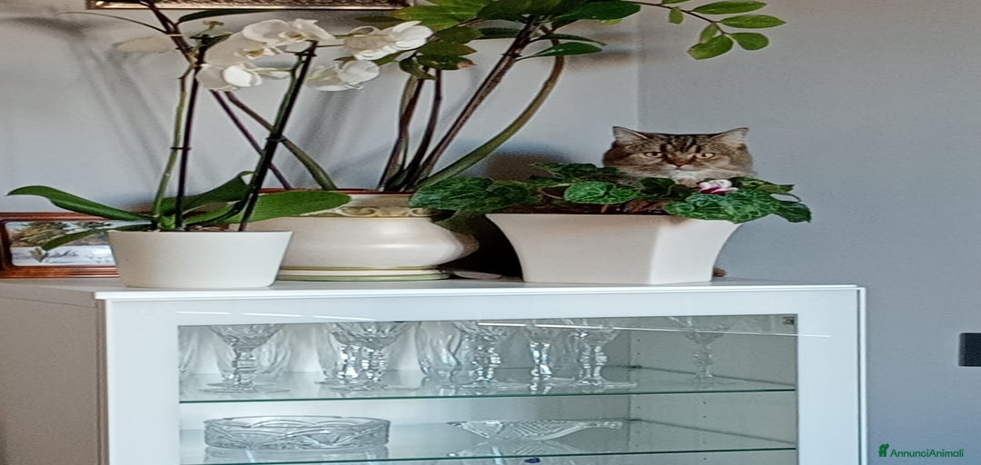 Immagine della galleria {{count}}