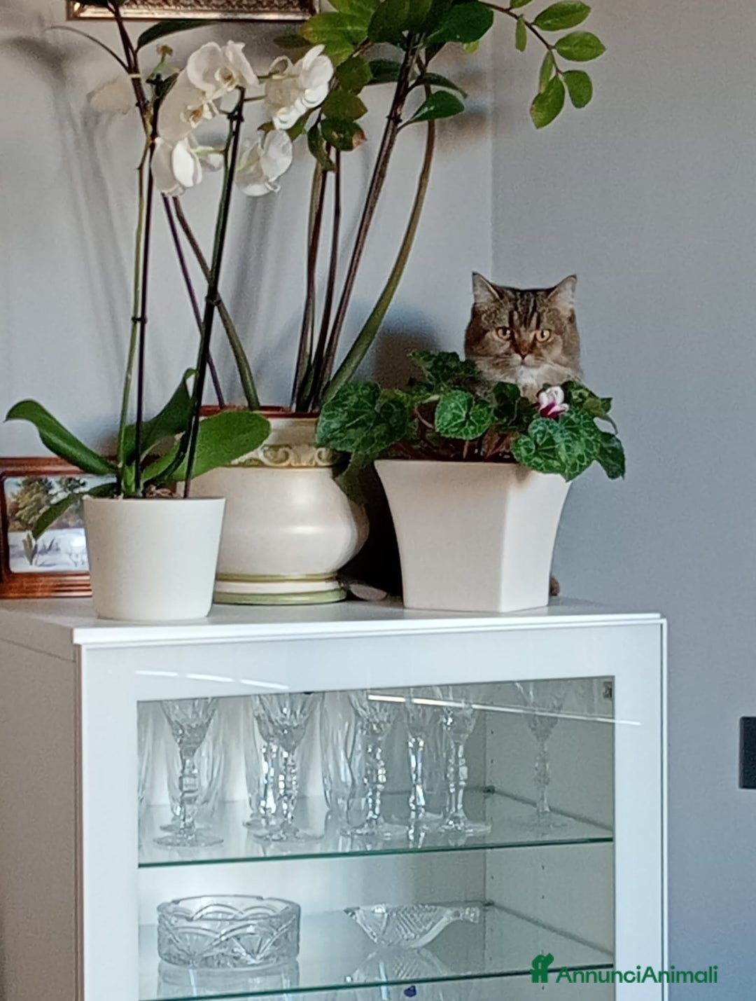 Immagine della galleria {{count}}