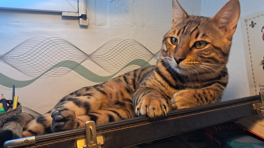 Bengala gatti in vendita: Bengala cucciolo maschio  - Annuncio 9