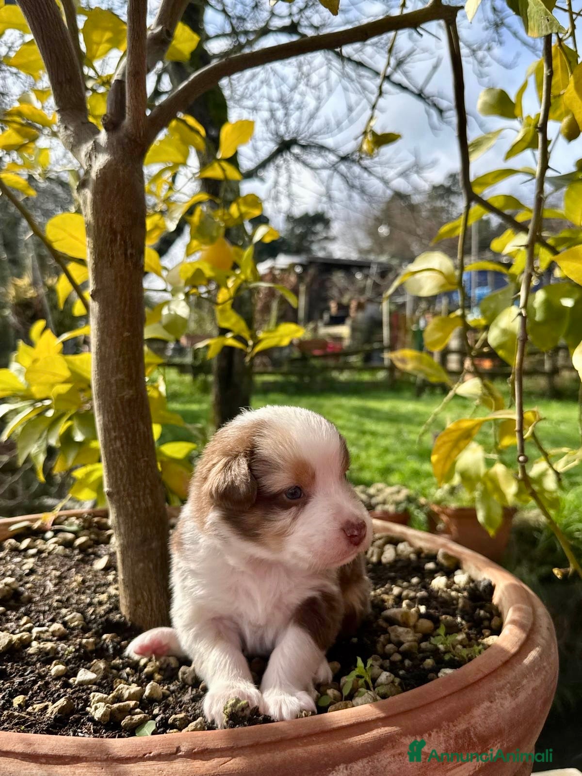 Australian Shepherd cani Vendesi Cuccioli di Pastore Australiano  RED MERLE - Annuncio 2