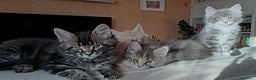 Maine Coon gatti in vendita: Cucciolo Maine coon - Annuncio 11