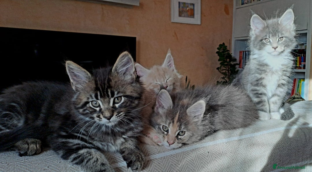 Maine Coon gatti in vendita: Cucciolo Maine coon - Annuncio 11