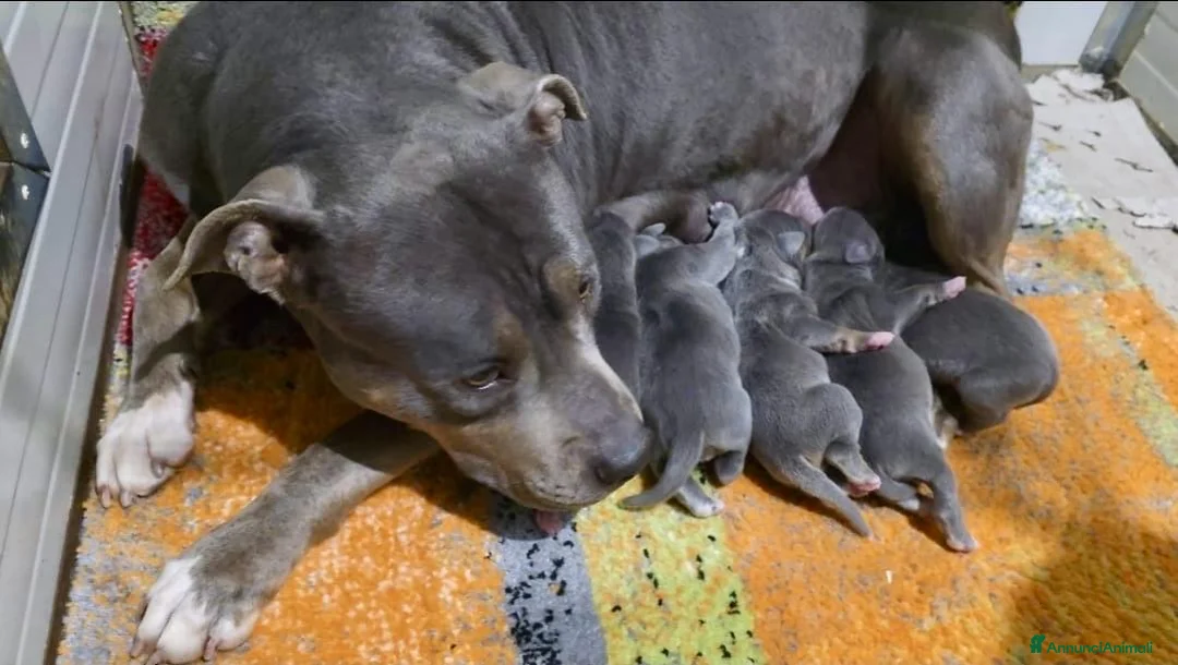 Pitbull cani in vendita: Cuccioli di American Pitbull Terrier - Annuncio 2