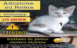 Europeo gatti in regalo: ADOZIONE URGENTE PER I PACHINO a Città metropolitana di Roma Capitale - Immagine 2