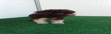 Lagotto 4