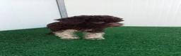 Lagotto cani in vendita: Lagotto Romagnolo  - Annuncio 8