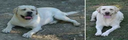 Labrador cani in vendita: Cucciola Labrador pronta per una famiglia 💛 a Provincia di Modena - Annuncio 1