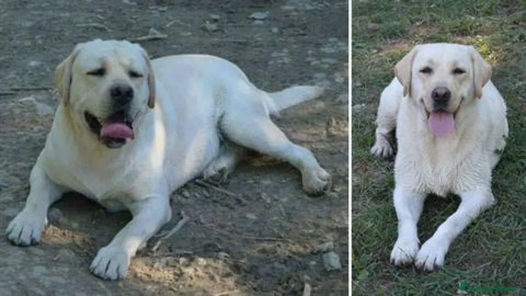 Labrador cani in vendita: Cucciola Labrador pronta per una famiglia 💛 a Provincia di Modena - Annuncio 1