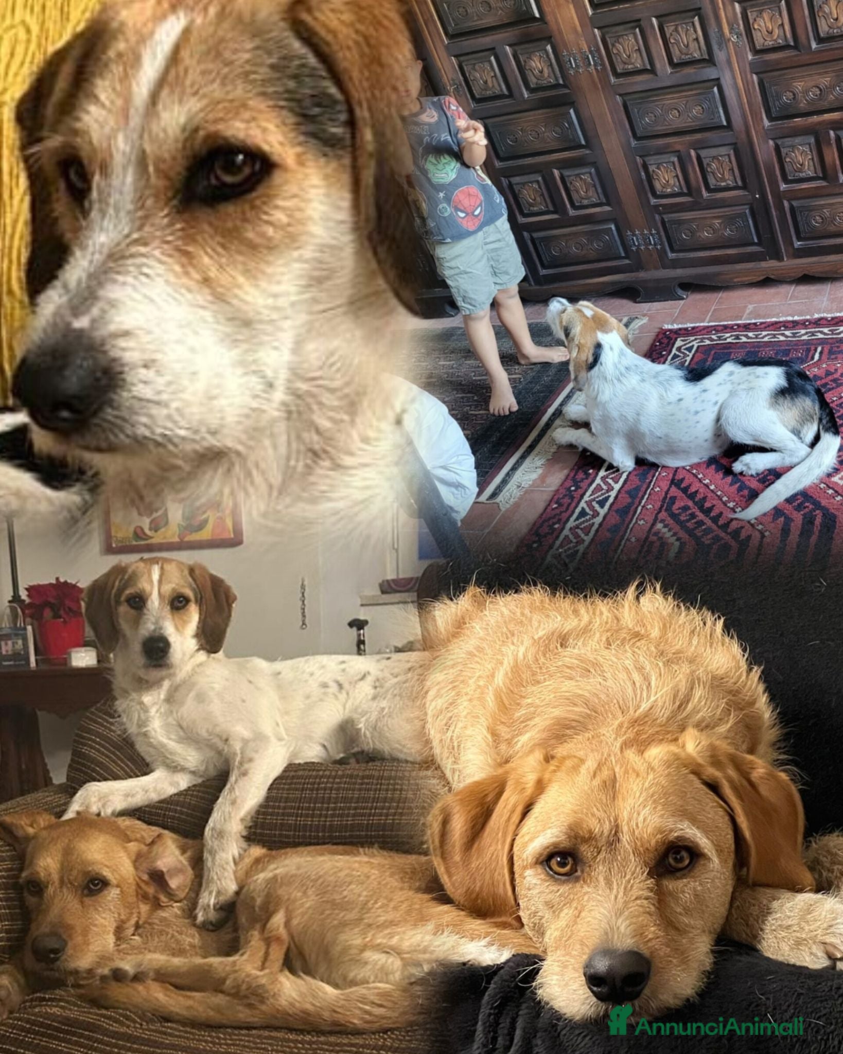 Meticcio cani Adozione di coppia? Sarebbe un miracolo - Annuncio 1