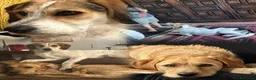 Meticcio cani in regalo: Adozione di coppia? Sarebbe un miracolo - Annuncio 1