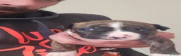 American Staffordshire cani in vendita: American staffordshire terrier  - Annuncio 8