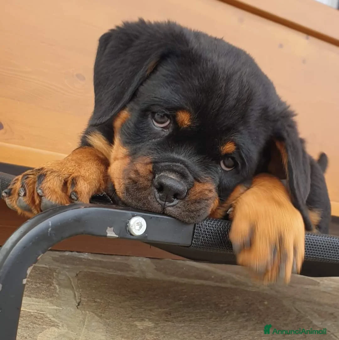 Immagine della galleria {{count}}