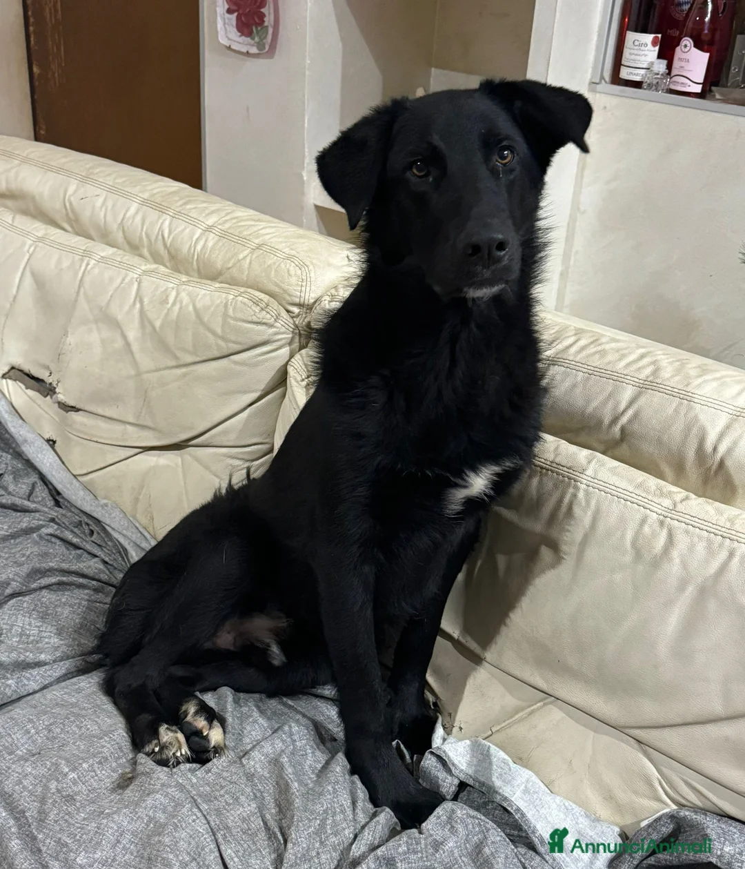 Meticcio cani in regalo: DANTE MIX LABRADOR/BORDER COLLIE - Annuncio 1