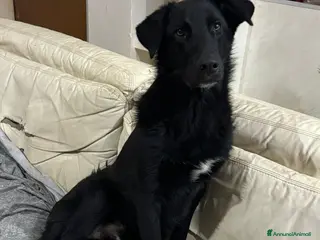 Meticcio cani DANTE MIX LABRADOR/BORDER COLLIE - Annuncio 26