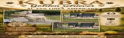 Golden Retriever cani in vendita: Cucciolo maschio Golden retriever pedigree ENCI  - Annuncio 4
