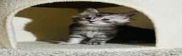 Maine Coon gatti in vendita: Maine coon con pedigree  - Annuncio 3