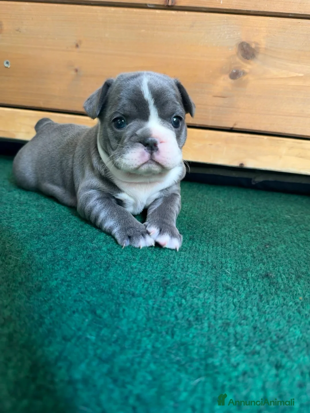 Bulldog Francese cani in vendita: Bulldog francese  a Provincia di Varese - Annuncio 2