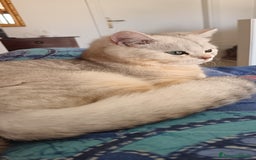 British gatti in vendita: British Silver point tabby  - Annuncio 2