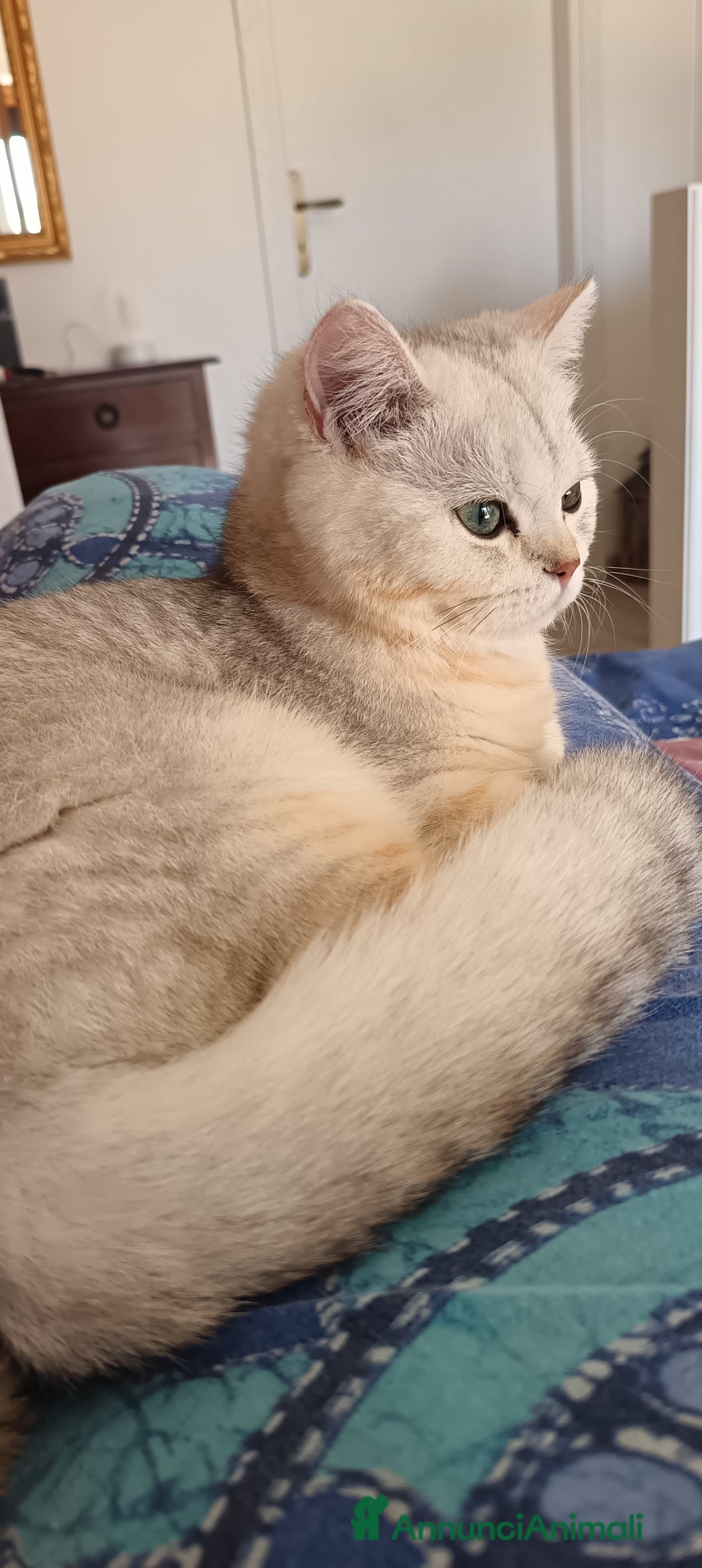 British gatti in vendita: British Silver point tabby  - Annuncio 2