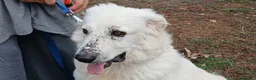Meticcio cani in regalo: PROSPERO PIU' DI TUTTI MERITA IL TUO AMORE - Annuncio 2