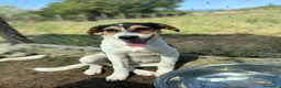Meticcio cani in regalo: Bea femmina  a Provincia di Parma - Annuncio 3
