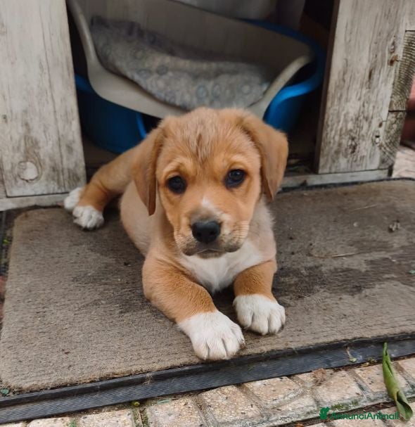 Meticcio cani BAO tenerissimo cucciolotto - Annuncio 41