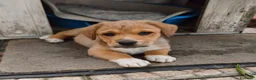 Meticcio cani in regalo: BAO tenerissimo cucciolotto - Annuncio 1
