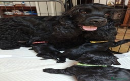 Cocker cani in vendita: cuccioli di cocker spaniel inglese con pedigree a Città metropolitana di Roma Capitale - Immagine 6