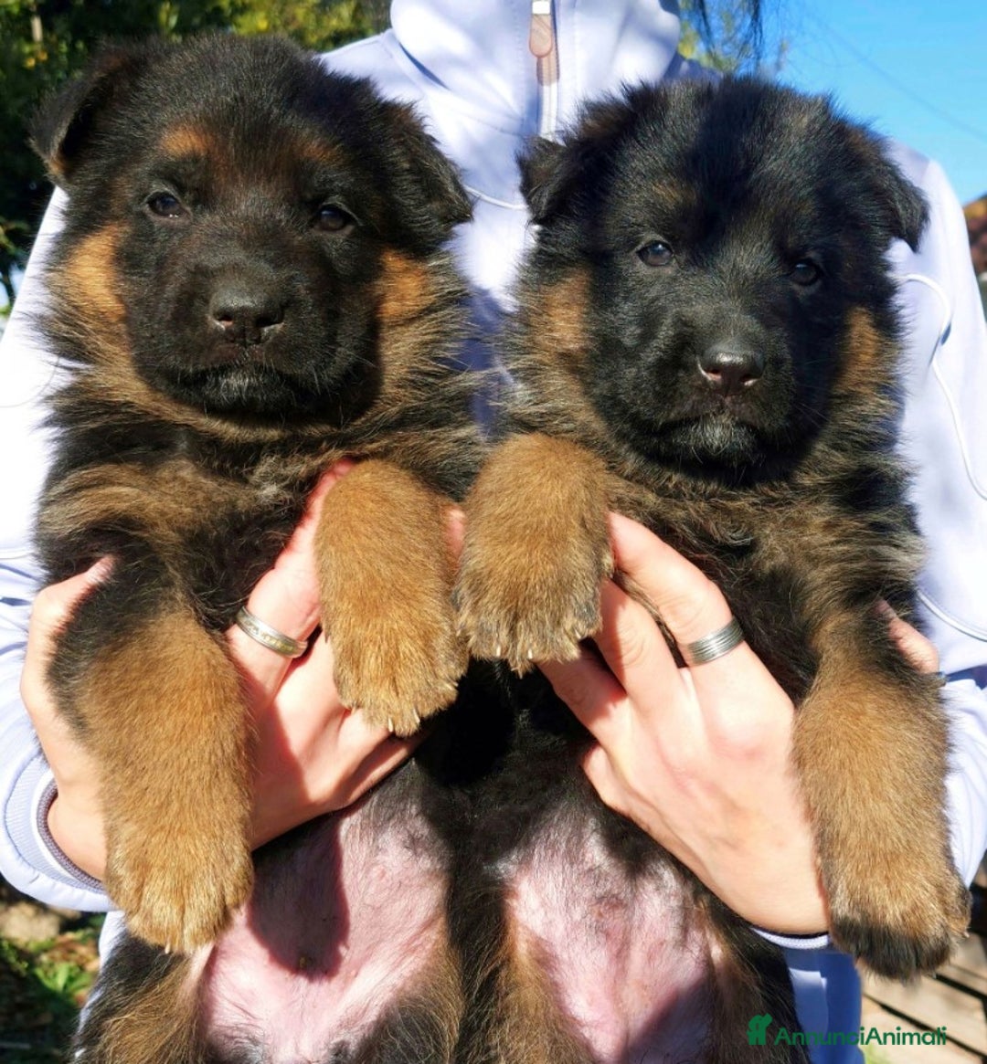 Pastore Tedesco cani in vendita: cuccioli di pastore tedesco - Annuncio 4