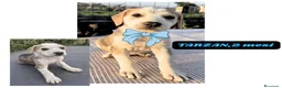 Meticcio cani in regalo: 12cuccioli 2mesi AIUTATEMI A SISTEMARLI! CATANIA  - Annuncio 3