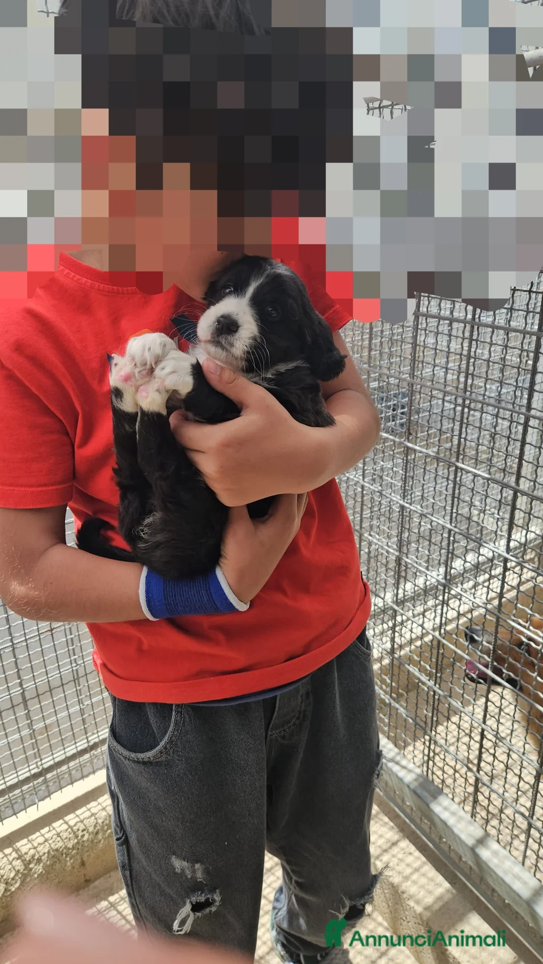 Meticcio cani in regalo: Martina: cucciola taglia media  - Annuncio 1
