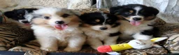 Australian Shepherd cani in vendita: Australian Shepherd/pastori australiani cuccioli a Città metropolitana di Milano - Annuncio 6