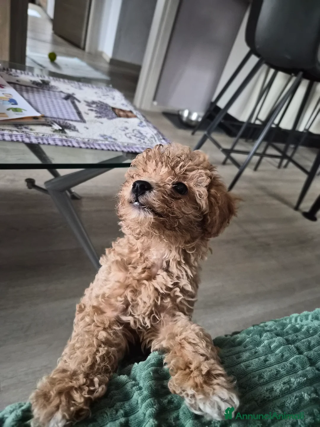 Barboncino Toy cani in vendita: Barboncino Toy - Annuncio 3