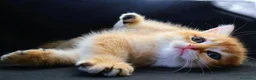 British gatti in vendita: Gattini BRITISH GOLDEN SHORTHAIR  - Annuncio 5
